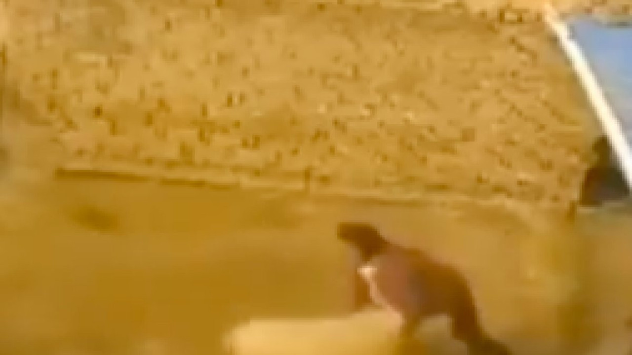 Çobanın katili defalarca saldıran koç çıktı