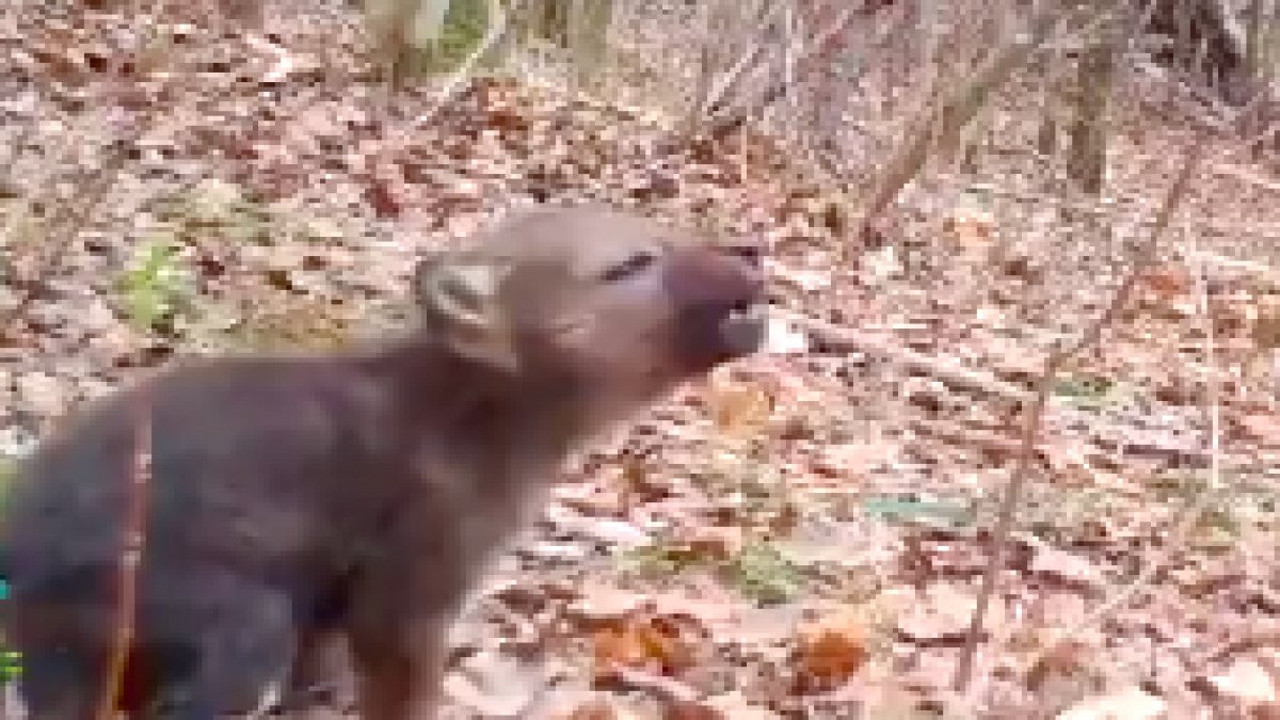 Ulumaya çalışan yavru kurt sevimliliğiyle gülümsetti