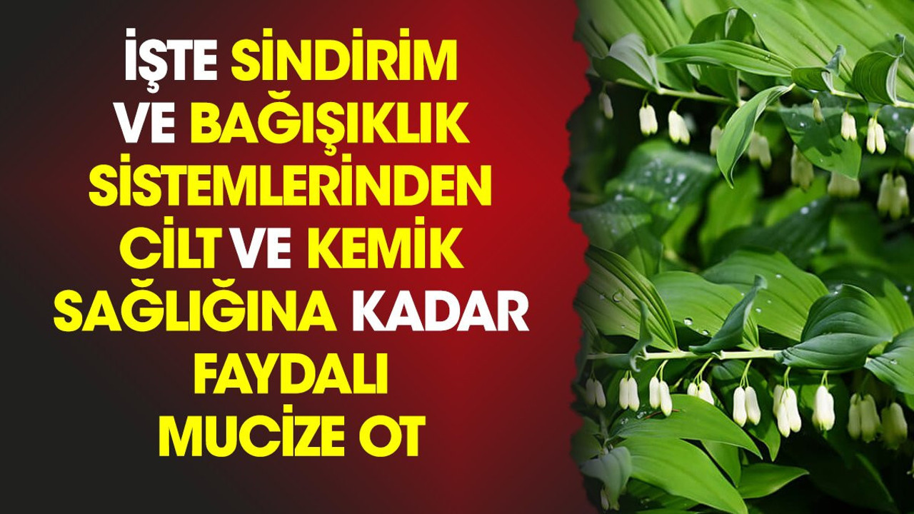İşte sindirim ve bağışıklık sistemlerinden cilt ve kemik sağlığına kadar faydalı mucize ot