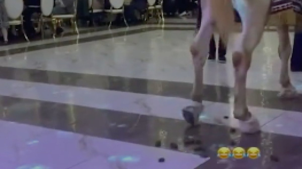 Sünnet düğününde salona sokulan at piste tuvaletini yaptı