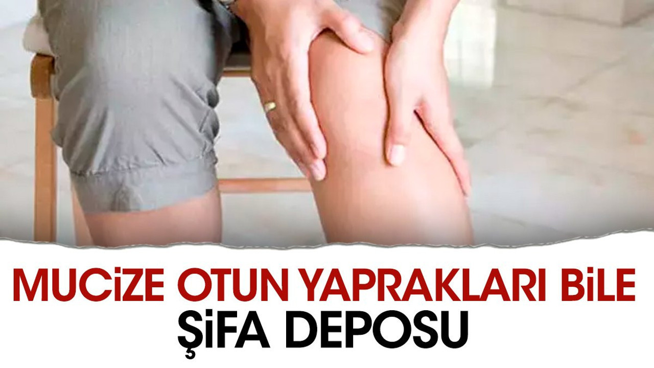 Mucize otun yaprakları bile şifa deposu. Romatizmaya iyi geliyor