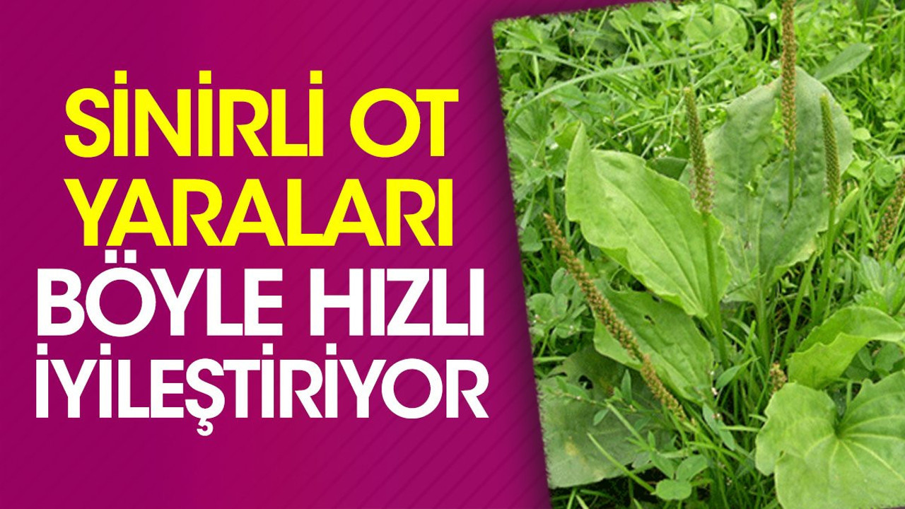 Sinirli ot yaraları böyle hızlı iyileştiriyor