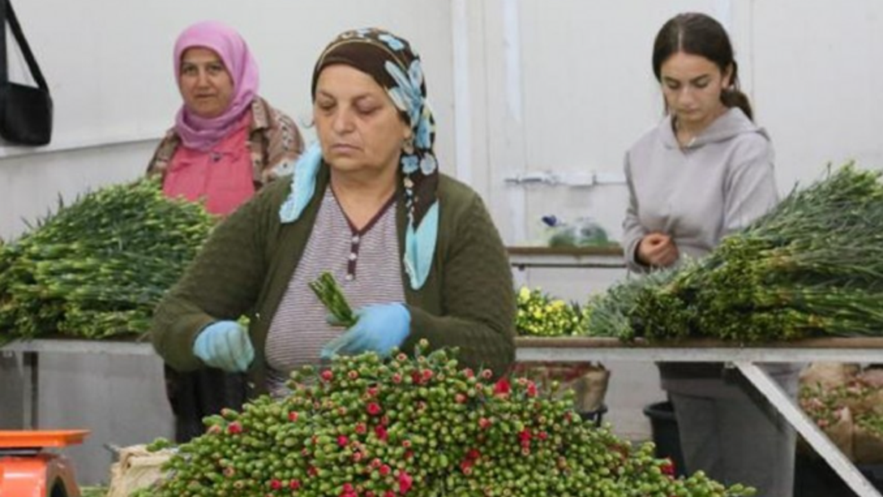 Antalya'dan Avrupa'ya 20 milyon dolarlık Noel çiçeği