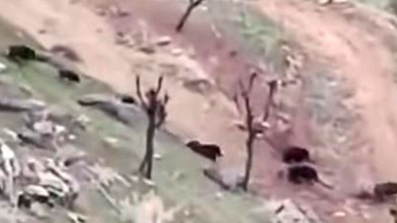 Domuz sürüsü kaçtı