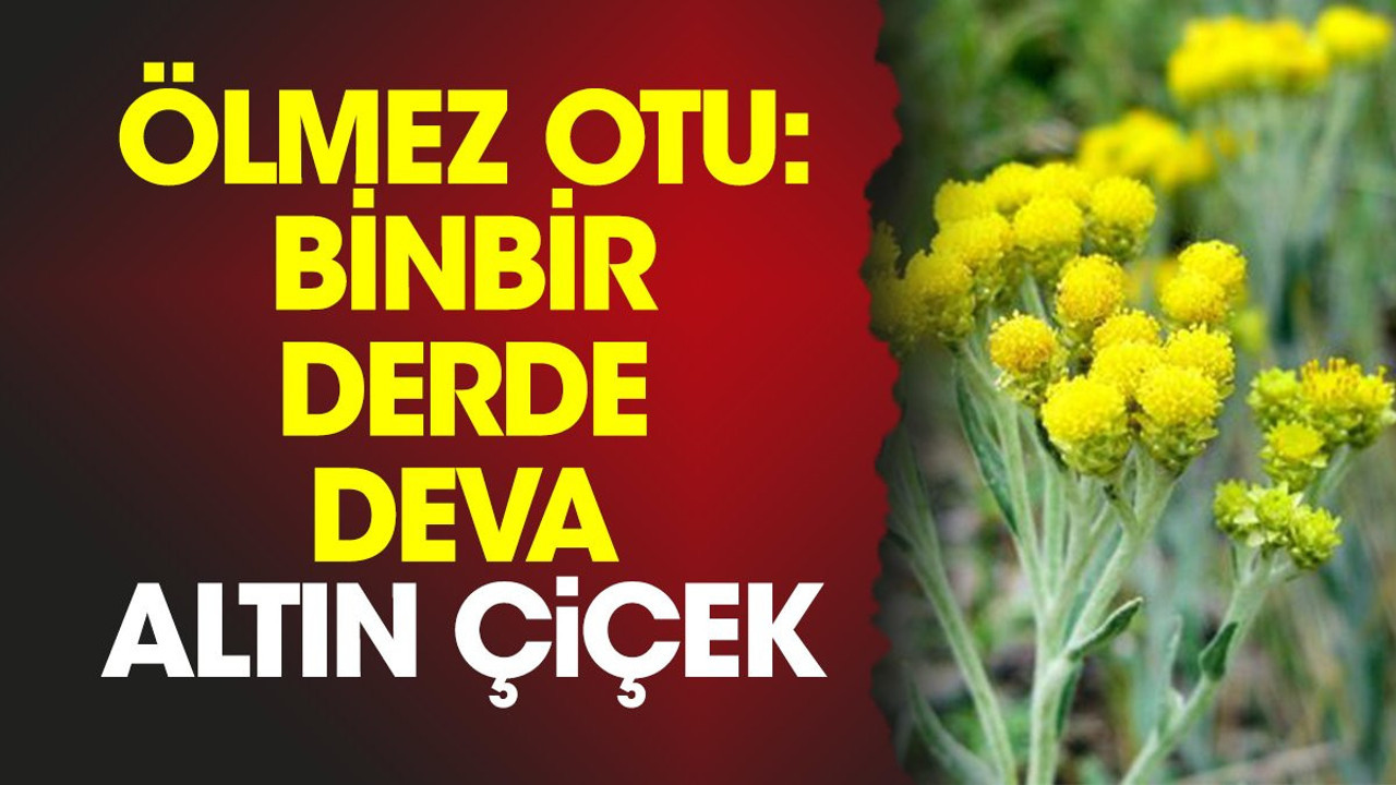 Ölmez otu: Binbir derde deva altın çiçek