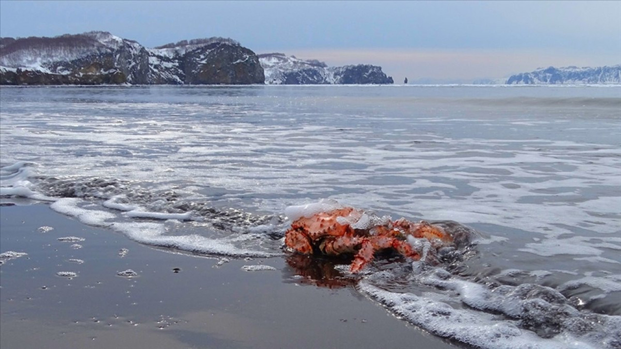 10 milyardan fazla kar yengecinin gizemli yok oluşu