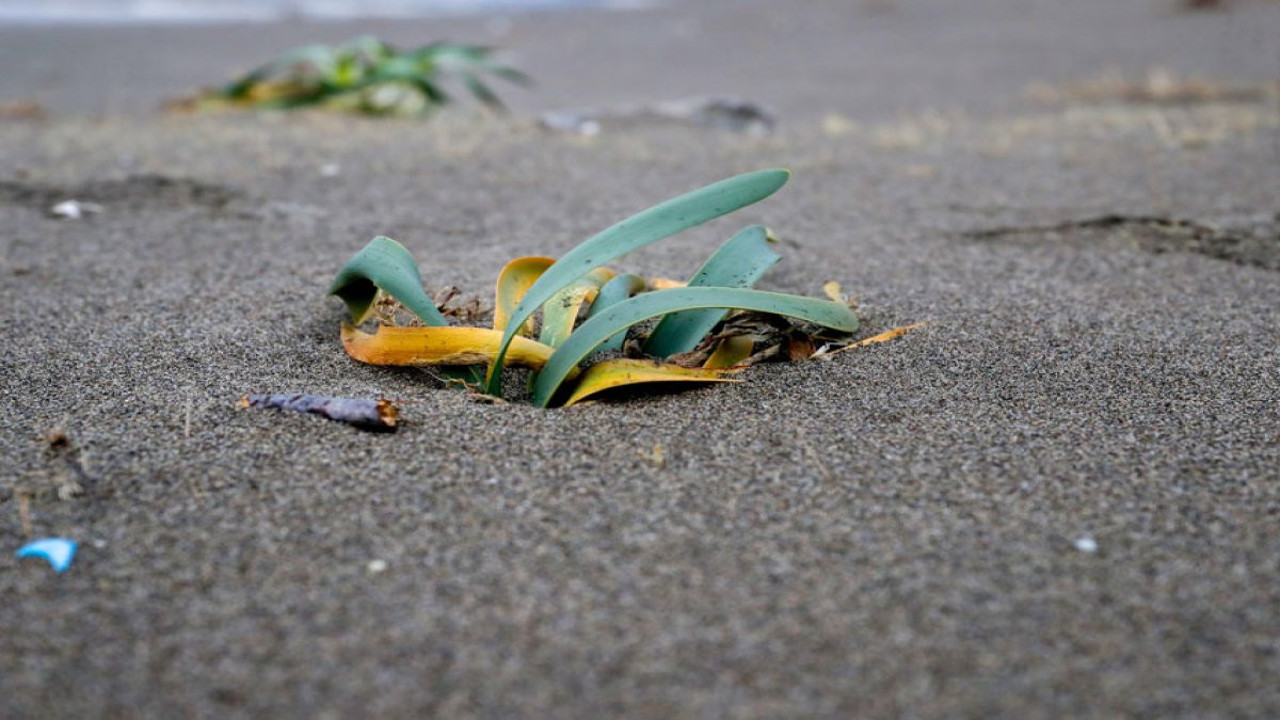Koruma altındaki kum zambakları kuvvetli rüzgardan zarar gördü