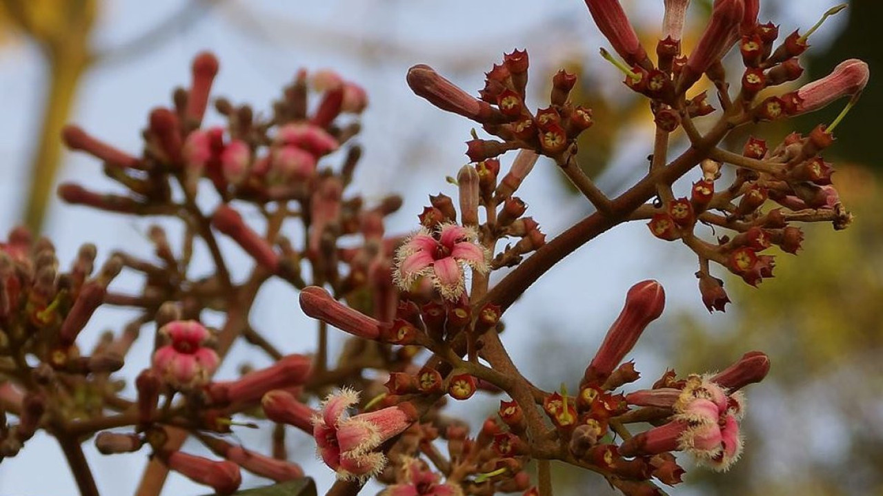 Muhteşem bitki sivilceleri balon gibi söndürüyor tüm ağrıları jilet gibi kesiyor