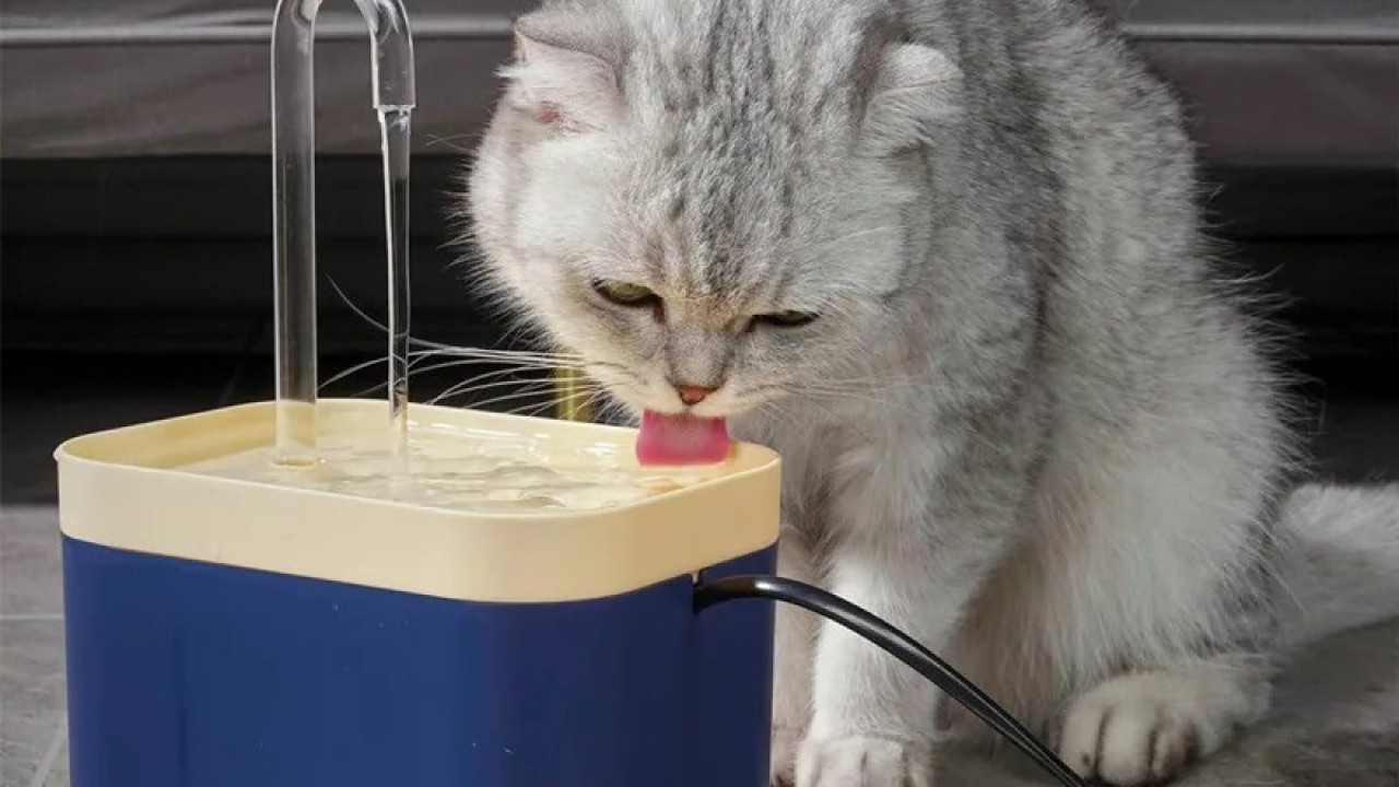 Evinde kedi besleyenlere dikkat. Mama ve su kaplarındaki büyük tehlike ortaya çıktı