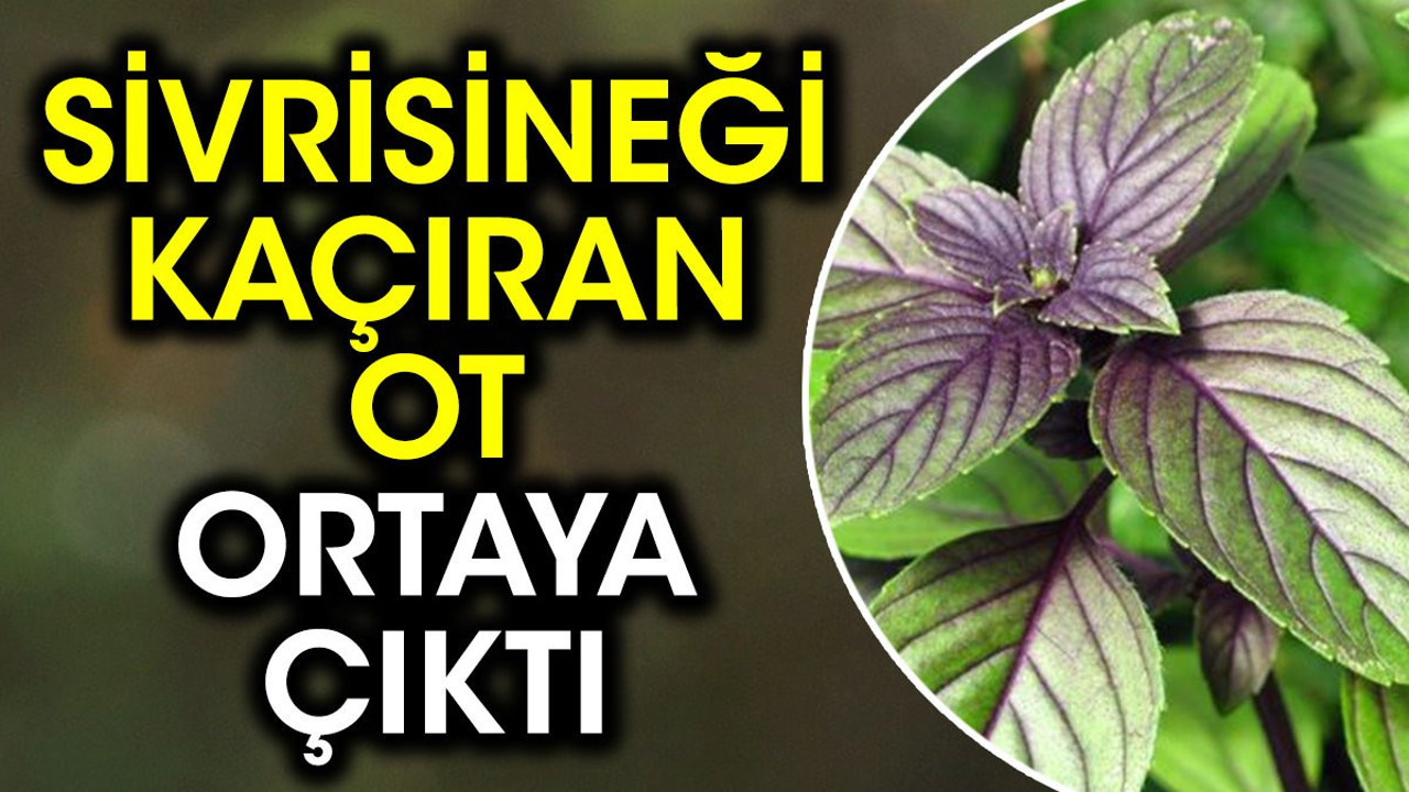 Sivrisineği kaçıran ot ortaya çıktı