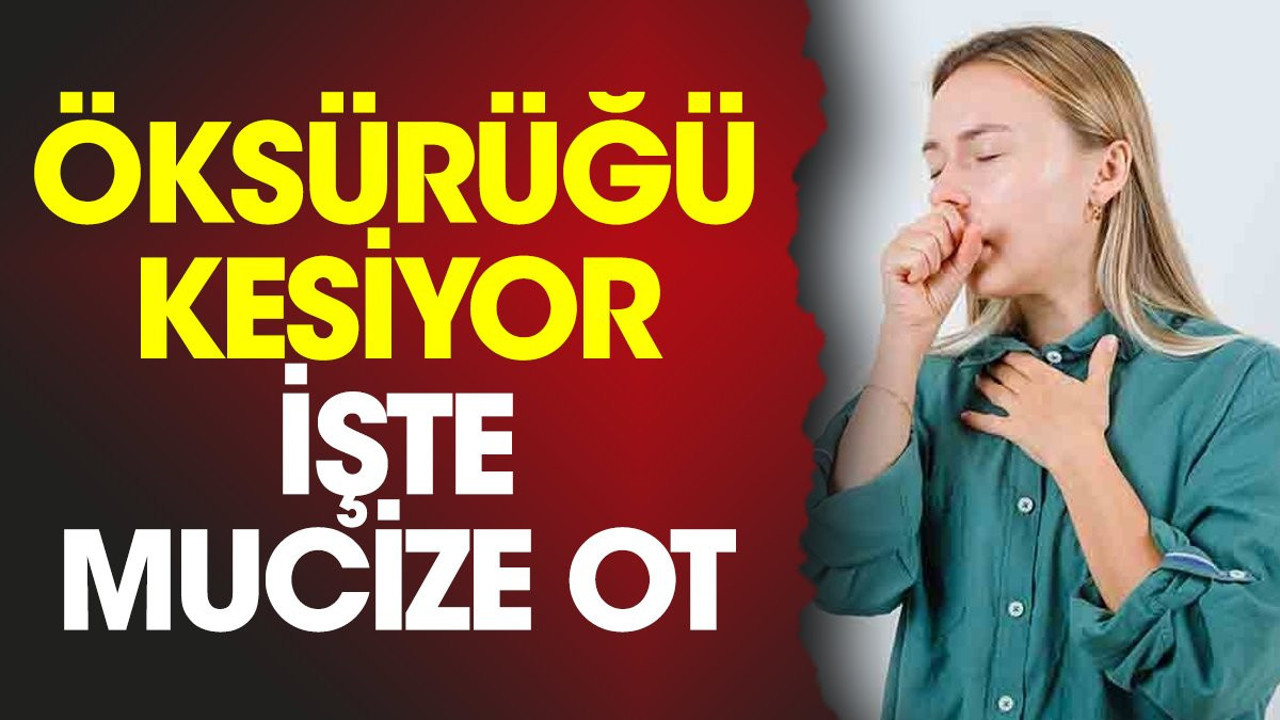 Öksürüğü kesiyor. İşte mucize ot (02 Aralık 2023)