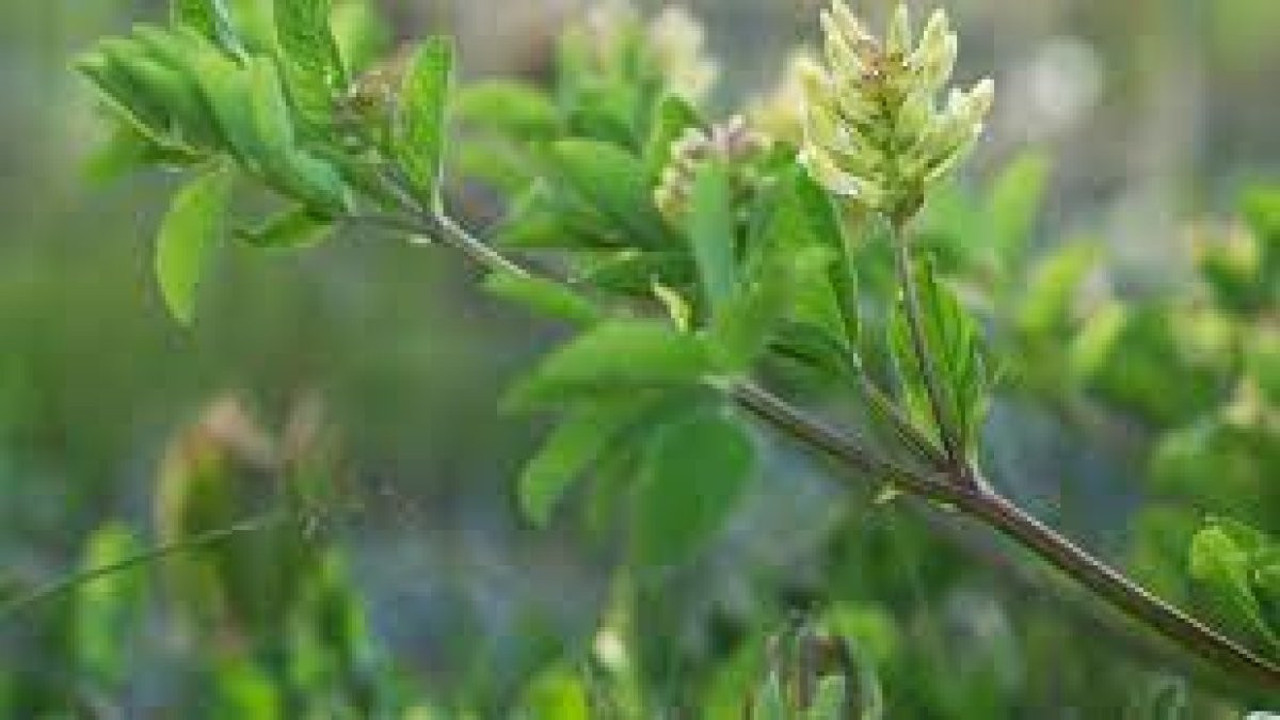 İşte Acı yavşan otunun yararları