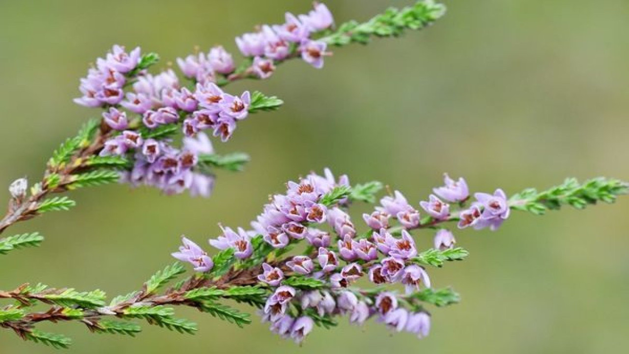 Zeytinyağ ile hazırlanan bu ot çıbanı söküp atıyor