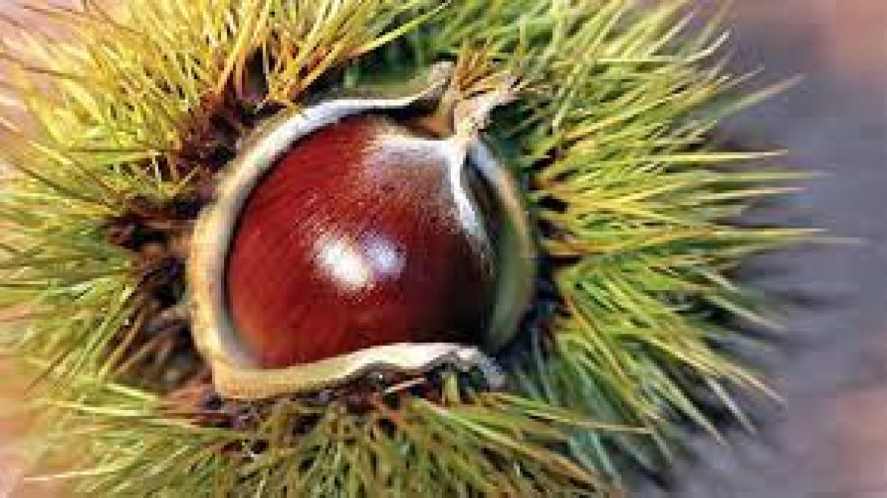 Kalbi koruyor, stresi azaltıyor