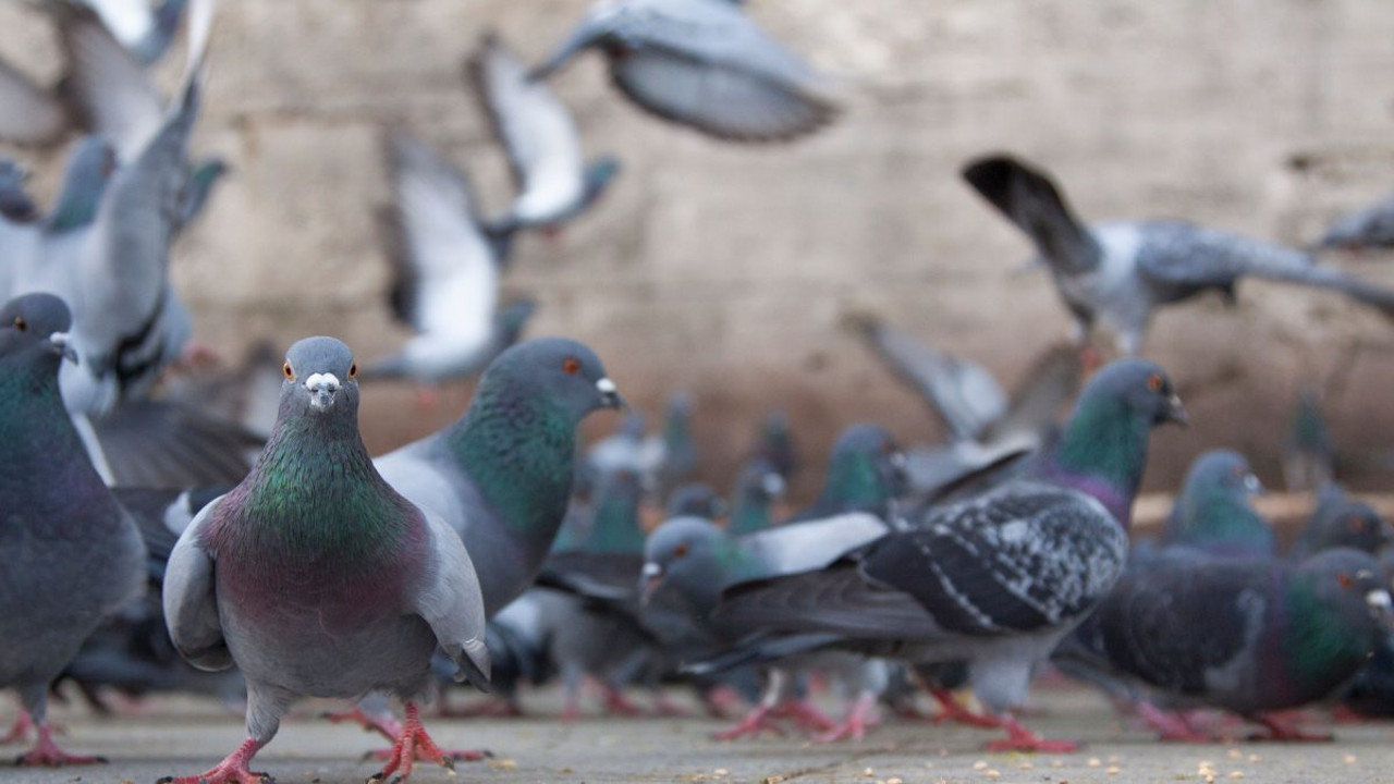 Güvercine arabasıyla çarpan şoför tutuklandı