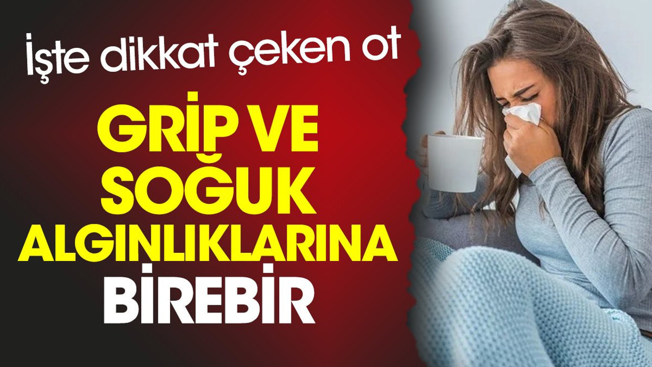 Grip ve soğuk algınlıklarına birebir. İşte dikkat çeken ot
