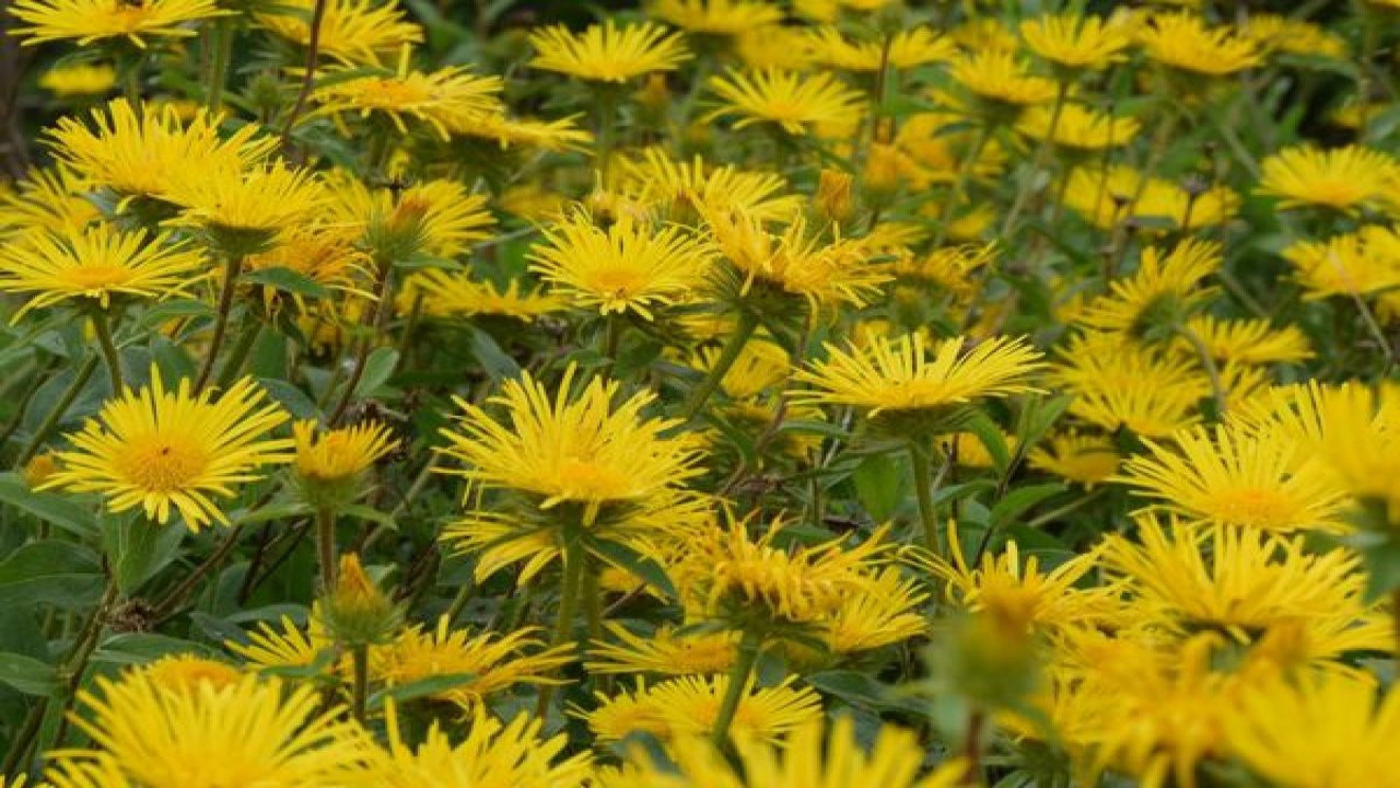 Akrep ve arı sokmasına iyi geliyor. İşte mucize ot