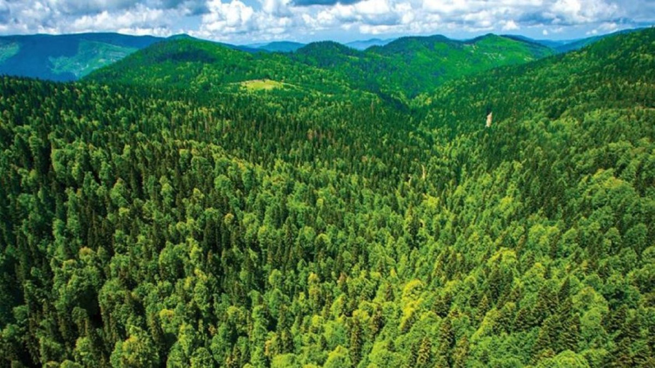 11 İlde birçok alan 'orman' sınırlarından çıkarıldı. Bilin bakalım o 11 il hangileri?