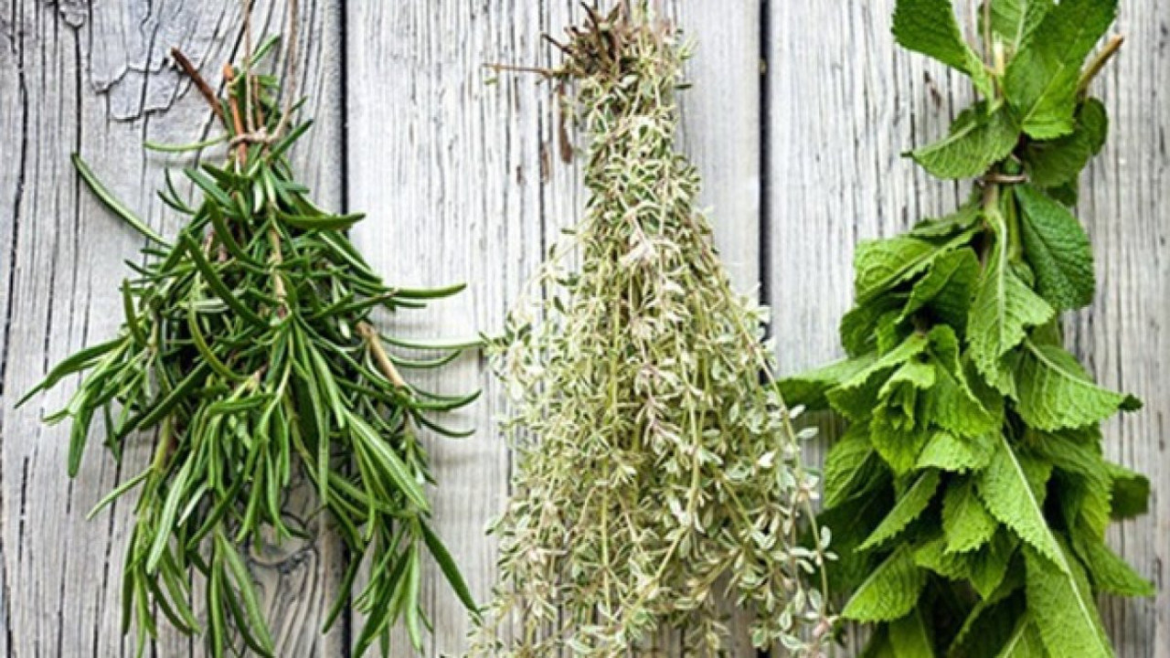 Hangi bitki nelere iyi gelir?