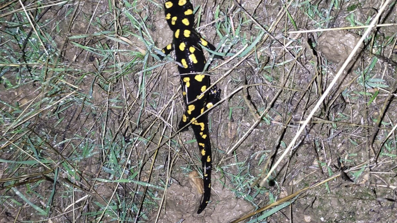 Elazığ’da ‘sarı benekli semender’ görüldü