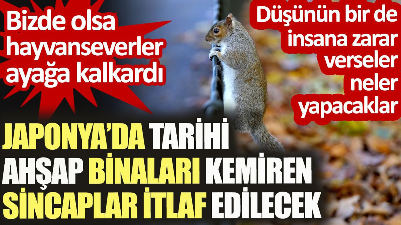 Japonya'da ahşap binaları kemiren sincaplar itlaf edilecek. Bizde olsa hayvanseverler ayağa kalkardı