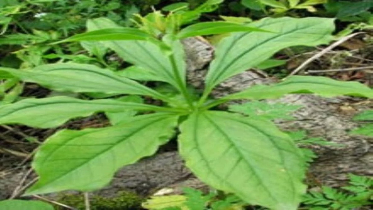 Ağrı gideriyor uyku düzenliyor