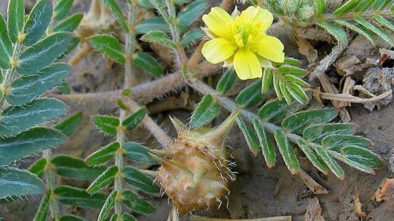 Bu ot böbrek taşı düşürüyor cinsel gücü artırıyor