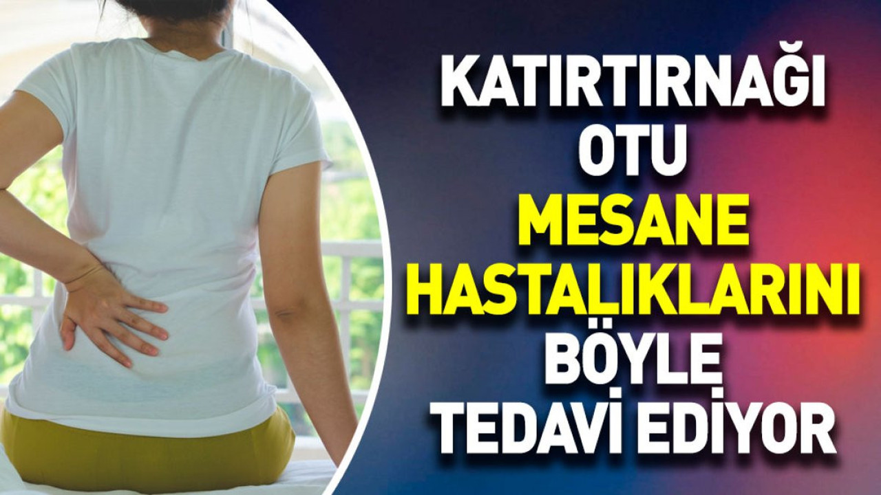 Katırtırnağı otu mesane hastalıklarını böyle tedavi ediyor