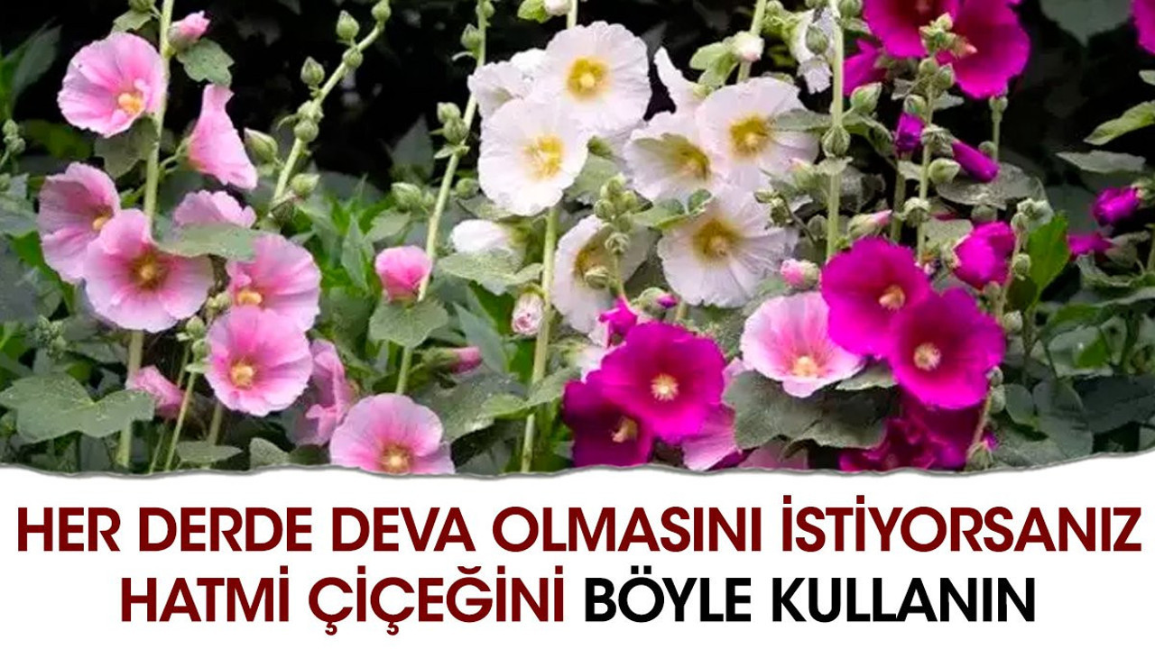 Her derde deva olmasını istiyorsanız hatmi çiçeğini böyle kullanın