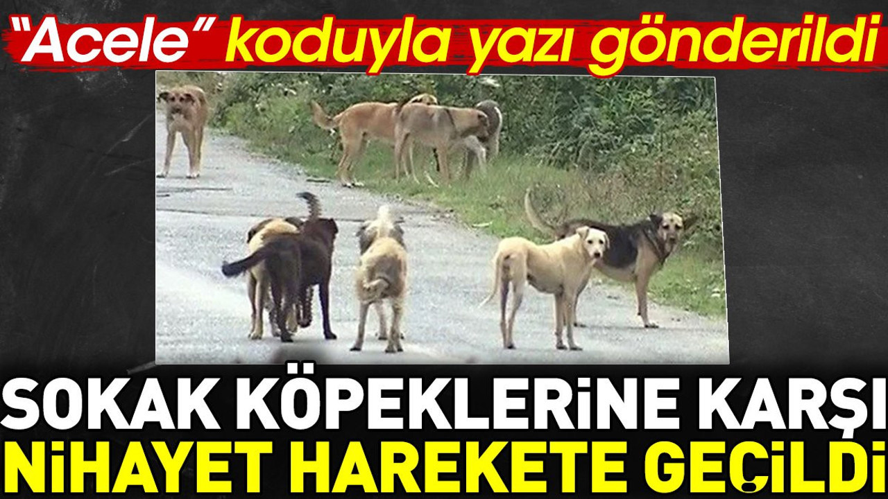 Sokak köpeklerine karşı nihayet harekete geçildi. 'Acele' kodu ile yazı gönderildi