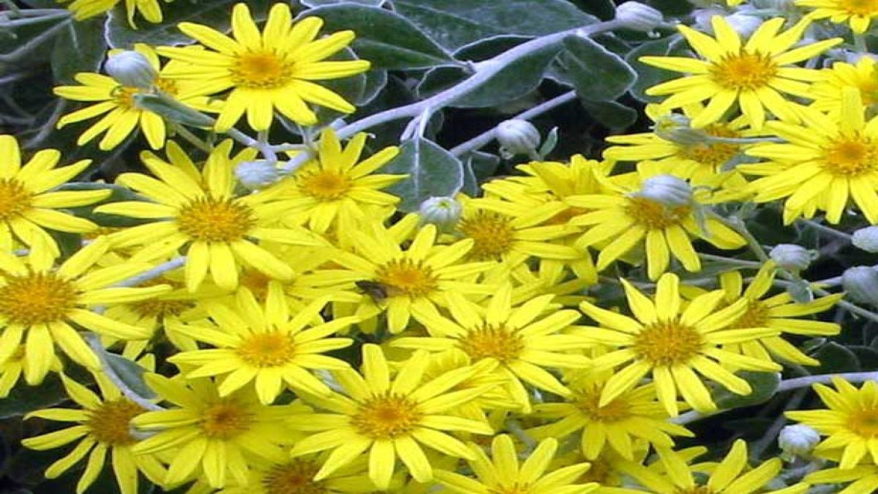 Rahim kanamasını durduruyor kurt döktürüyor ve...