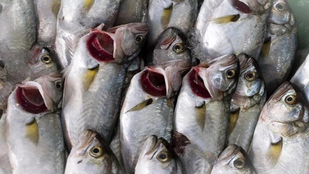 Çinekop sperm sayısını artırıyor