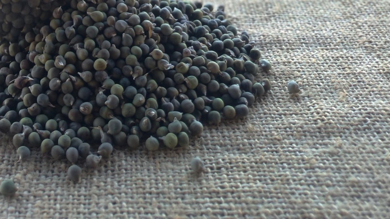 İşte bamya tohumunun çok az bilinen mucizevi faydaları