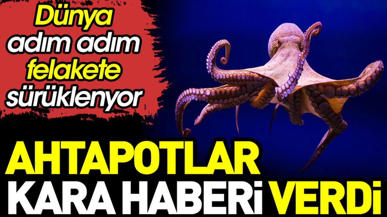 Ahtapotlar kara haberi verdi. Dünya adım adım felakete sürükleniyor