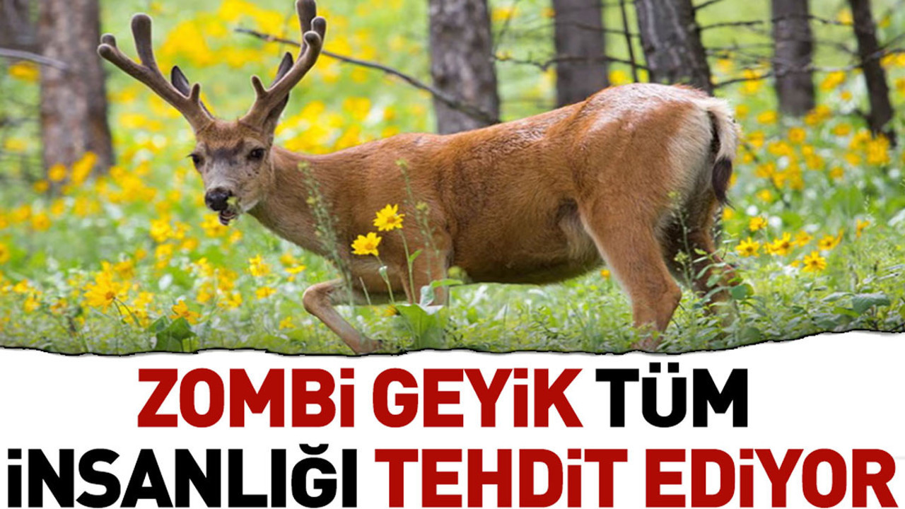 Zombi geyik tüm insanlığı tehdit ediyor