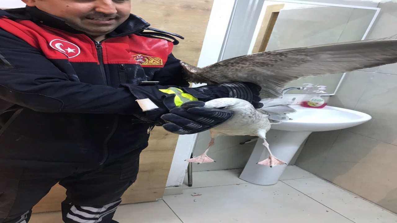 Mahsur kalan martının yardımına itfaiyeciler yetişti