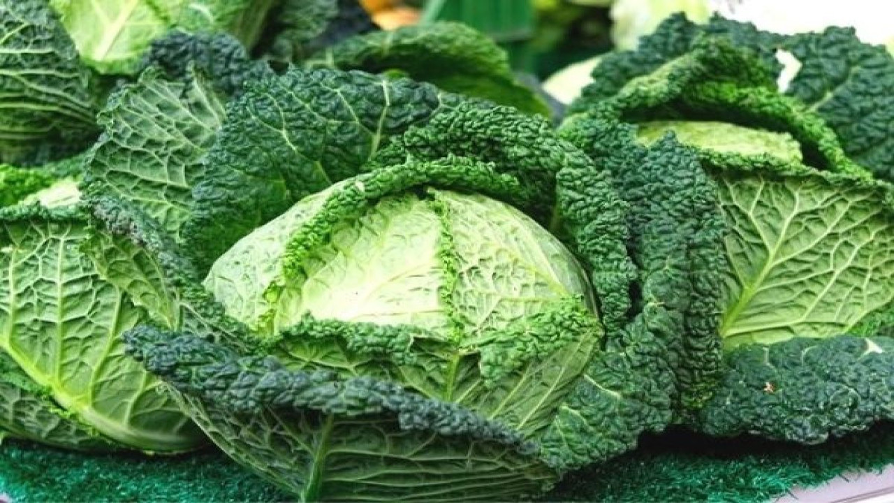 Kale gibi güçlü bir bitki (26 Aralık 2023)