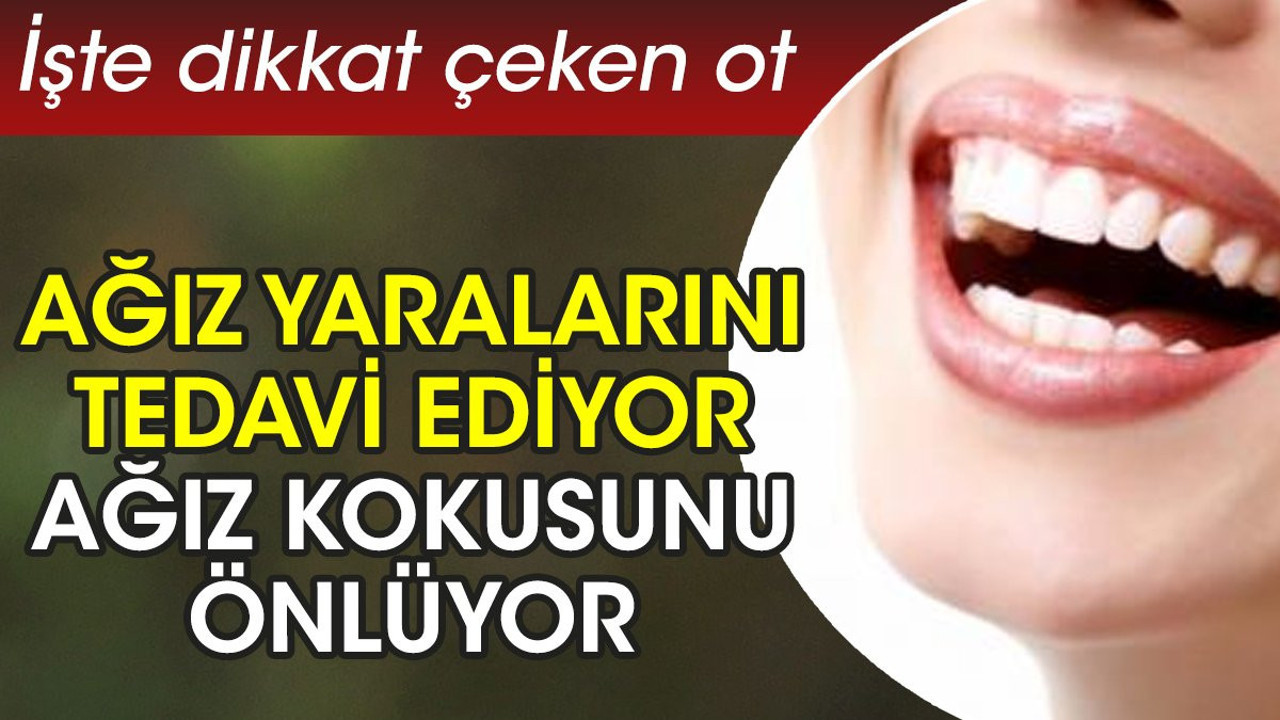 Ağız yaralarını tedavi ediyor. Ağız kokusunu önlüyor. İşte dikkat çeken ot