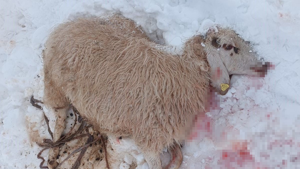 Kurtlar 30 küçükbaş hayvanı telef etti
