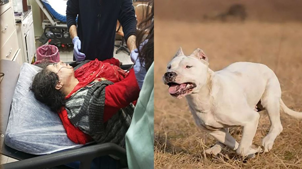 Dünyanın en güçlü köpeği kadının kolunu parçaladı. Çığlık seslerini duyan oraya koştu