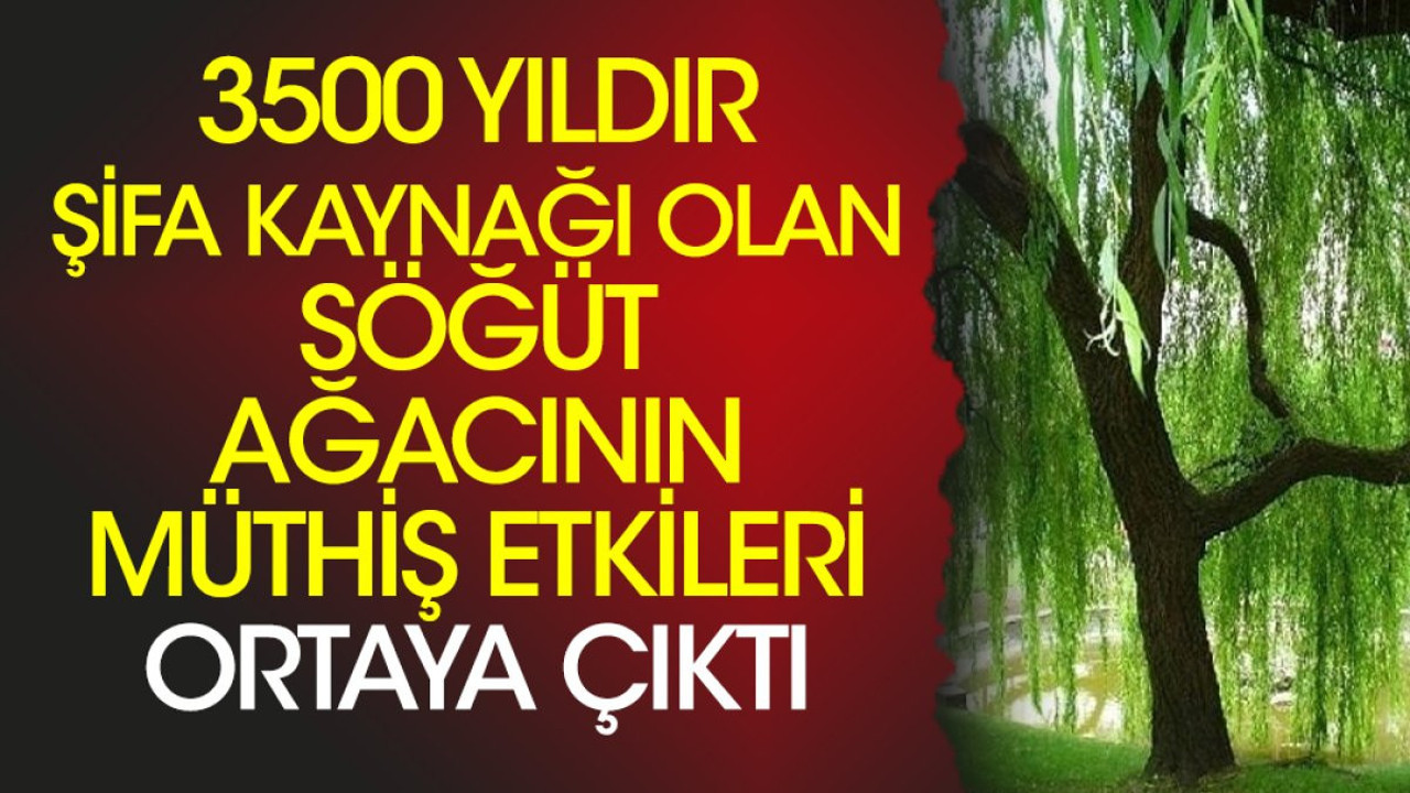 3500 yıldır şifa kaynağı olan söğüt ağacının müthiş etkileri ortaya çıktı