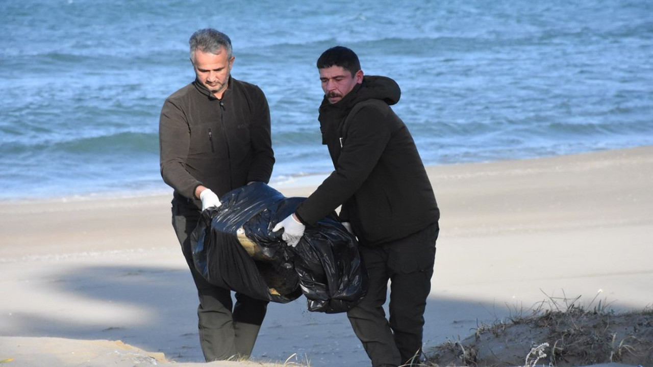 Sinop’ta ilk kez görüldü! Kumun içinde ölü halde bulundu
