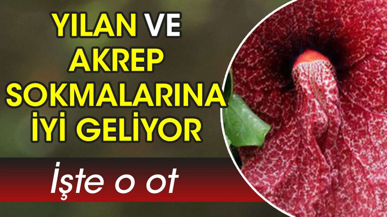 Yılan ve akrep sokmalarına iyi geliyor. İşte o ot