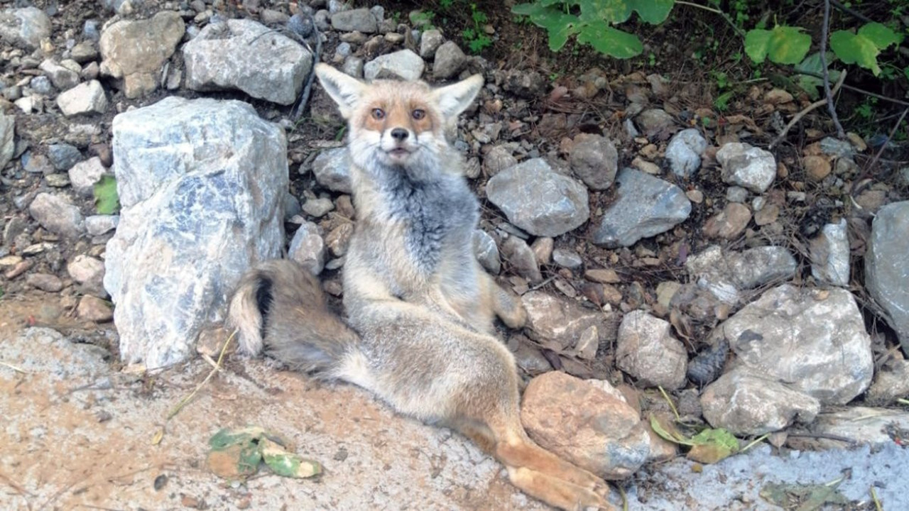 Yaralı halde bulunan tilki tedavi altına alındı