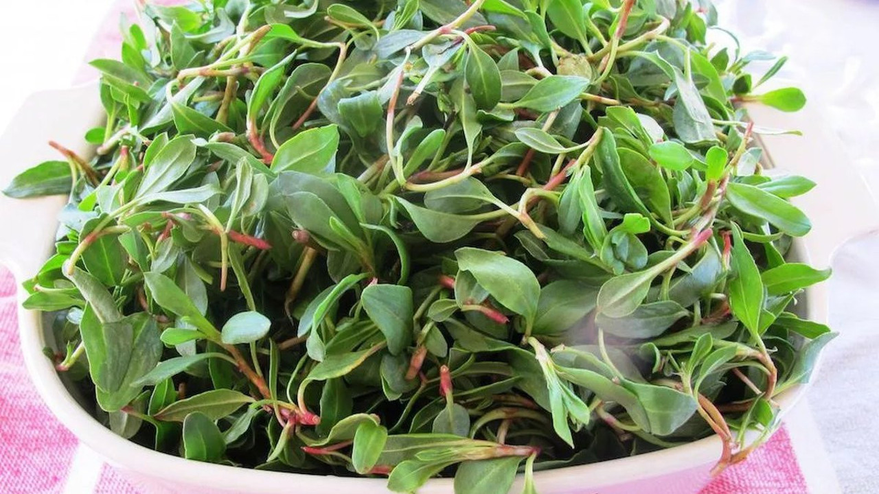 Madımak otu hangi rahatsızlıklara iyi gelir