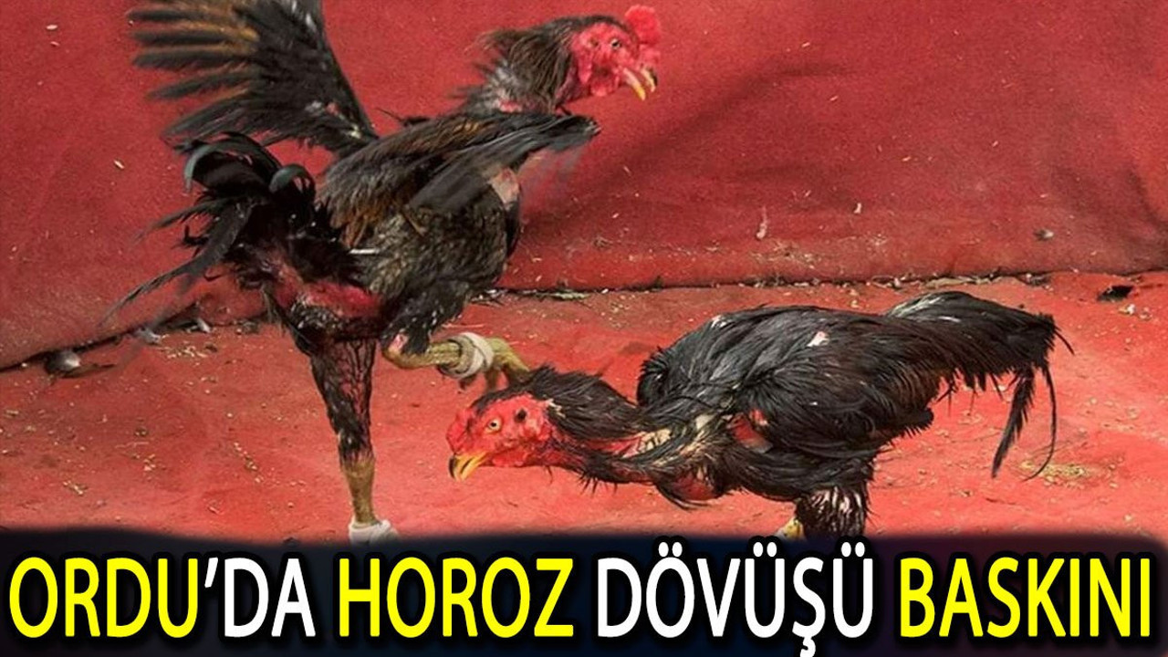 Ordu’da horoz dövüşü baskını