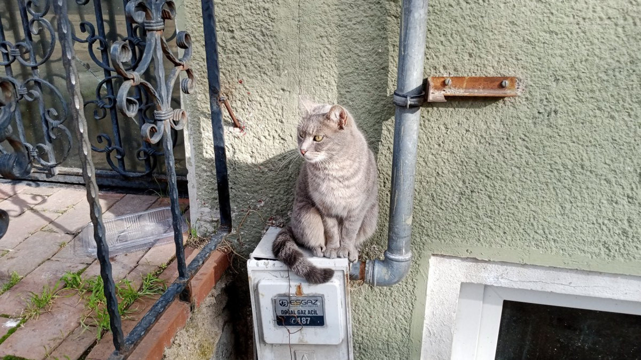 Üşüyen kediler onun dükkanına sığınıyor