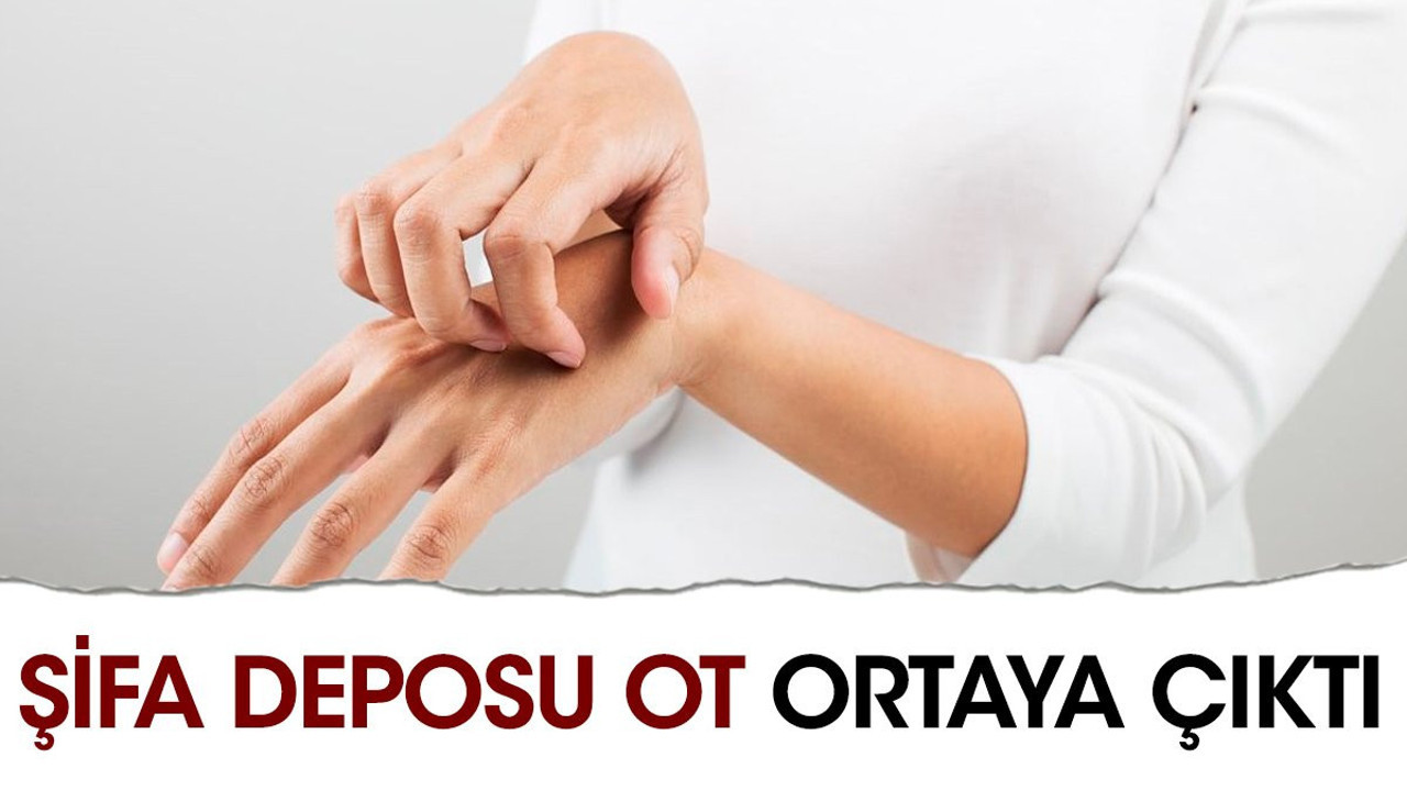 Cilde faydalı. Sivilce egzama mantar gibi cilt hastalıklarına iyi geliyor. Şifa deposu ot ortaya çıktı