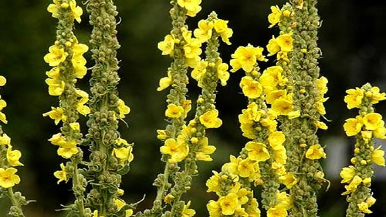 Saç çıkarıyor Hemoroid önlüyor