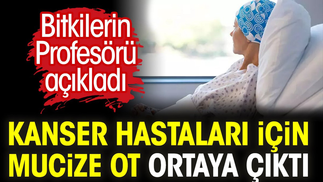 Kanser hastaları için mucize ot ortaya çıktı. Bitkilerin Profesörü açıkladı